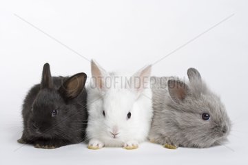 Dwarf rabbits in studio