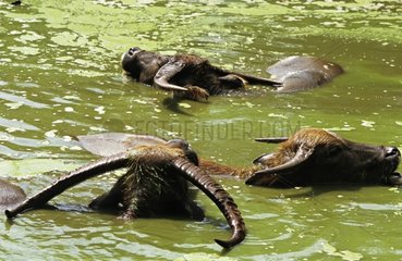 Gruppe von WasserbÃ¼ffel einnimmt Bath Thailand