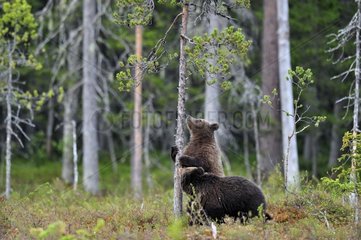 Brown Bears on clearing wood Martinselkonen Finland