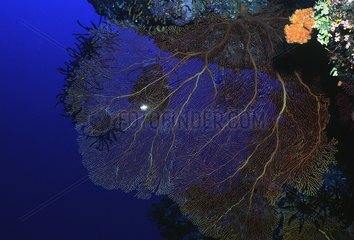 Gorgone et plongeur Australie