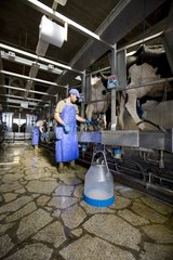 Farmer und Holstein -Kühe in einem Melkstand Italien