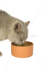 Chatte race British short hair eating croquettes