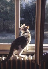 Grau -weiß gekreuzte Kätzchen am Rand eines Fensters