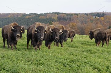 Buffalo breeding in North America Petit-Réderching
