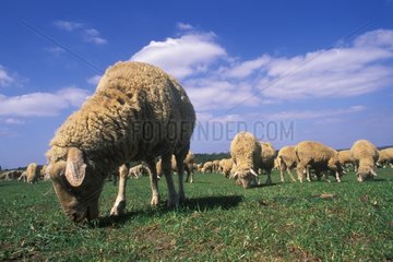 Troupeau de moutons Mérinos paissant au pré