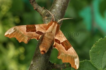 Sphinx of the lime on a branch in June France
