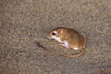 Lataste's gerbil on the sand in the Sahara South Tunisia