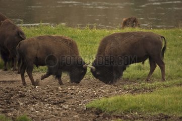 Young Bisons bulls sparring Wyoming USA