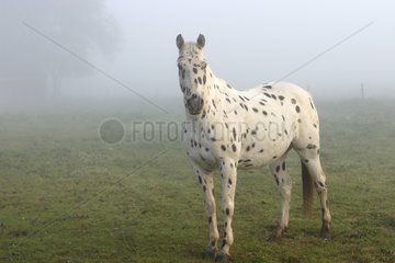Appaloosa -Pferd im Nebel -Mailleray Sur Seine Frankreich