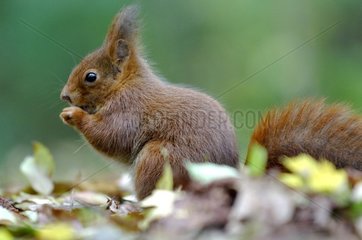 Roux-Eichhörnchen isst auf dem Boden in Ile-de-France