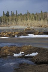 Dam on a lake in thaw created by the beavers Manitoba