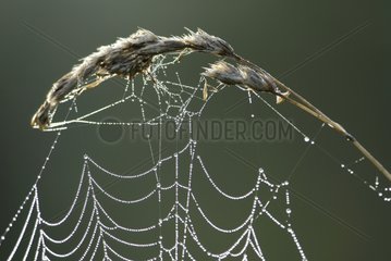 Dew on a ear and a cobweb