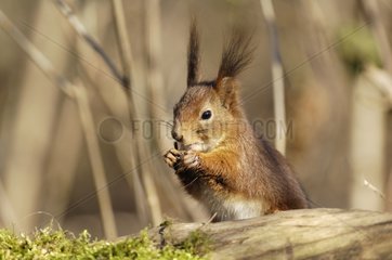 Red squirrel eating on the ground Vincennes France