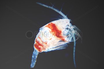 Copépode juvénile en Mer Méditerranée