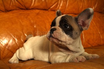 Welpen franzÃ¶sische Bulldogge in einem Sofa Frankreich