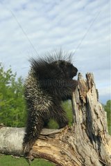 American Porcupine on a branch Minnesota USA