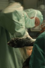 Chirurgische Operation auf einem Hundenbein Frankreich
