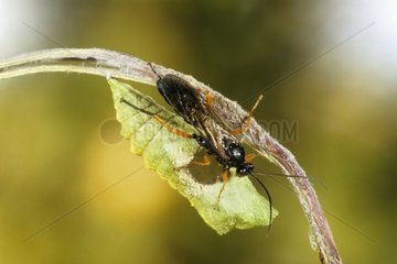 Wasp parasitizing a chrysalis of Swallowtail butterfly France ]