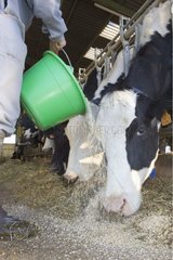 Stockbreeder nourishing of the cows holsteins France [AT]