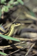 Portrait d'un Serpent jarretière Manitoba Canada