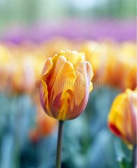 Tulipe simple hâtive