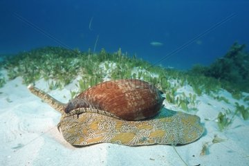 Cone crawling on a sandy sea bottom Bremer Bay Australia