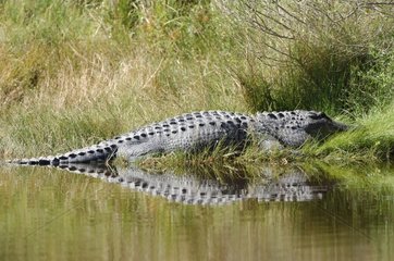 American Alligator walking out of water Texas