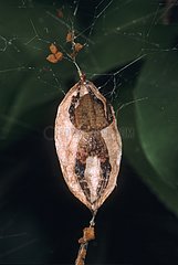 Tent-web spider on its cocoon Singapore