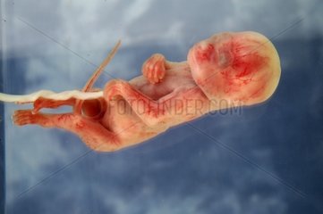 Foetus de macaque