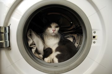 Male European cat in a washer France