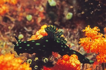 Nembrotha kriechen auf den Korallen Maluku Sea Indonesien
