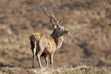 Male Red Deer in moor Scotland