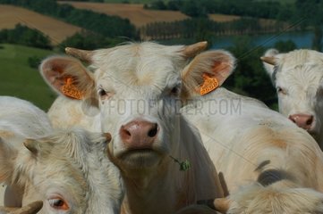 Herde und Kuh essen etwas Gras