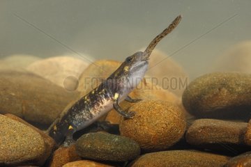 Larve von gesprenkeltem Salamander  das eine andere kleinere isst