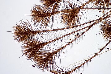 Detail of Caterpillar's hairs of Vapourer in clear bottom