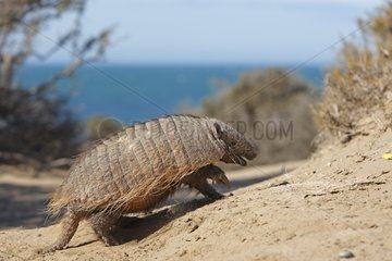 Hairy armadillo walking on sand Patagonia Argentina