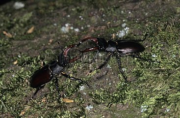 Male Stag Beetles fighting Les Chambons France