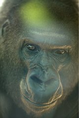 Close-up of a Gorilla