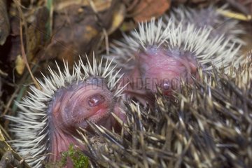 Pair of young people Hedgehog of Europe protected by their mother