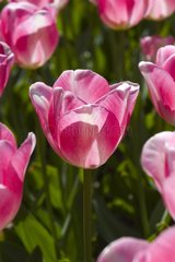 Tulipe simple hâtive 'Diamond'
