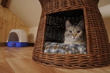 Siamese cat in a basket near a litter boxe France