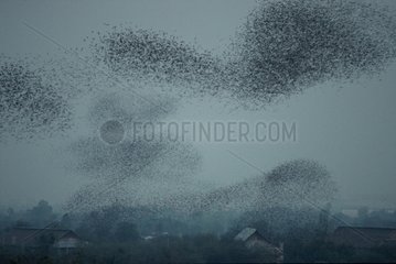 Bats flying above the village Thailand