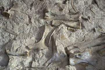 Dinosaurierknochen  die in den USA in Sedimenten aufgenommen wurden
