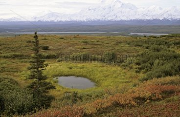 Tundra am Fuße des Mac Kinley Mount Alaska USA