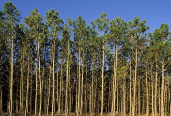 Reforestation by monoculture of pines Rio Grande do Sul