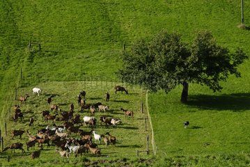 Herd of Goats with a dog in a meadow Breitenbach