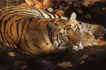 Tigre du Bengale couché Bandhavgarh PN Inde