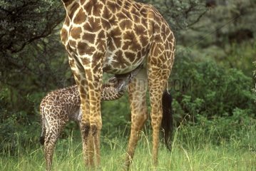 Young Masai Giraffe sucking his mother Masai-Mara NR Kenya