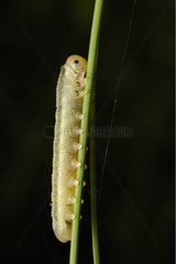 Larva of Cimbicinae on a stem France