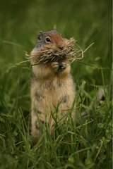 Columbian Ground Squirrel gathering grass in mouth USA